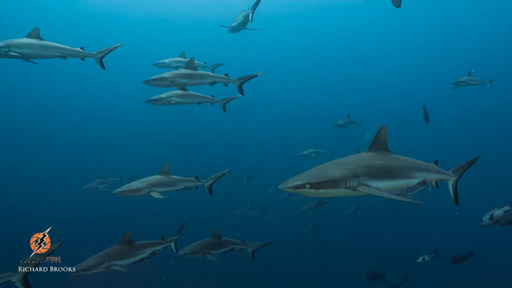 shark aggregation wildlife fixer filming underwater services palau