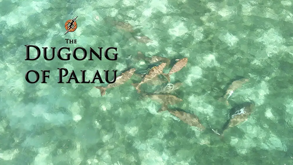 Aerial shot of Dugongs