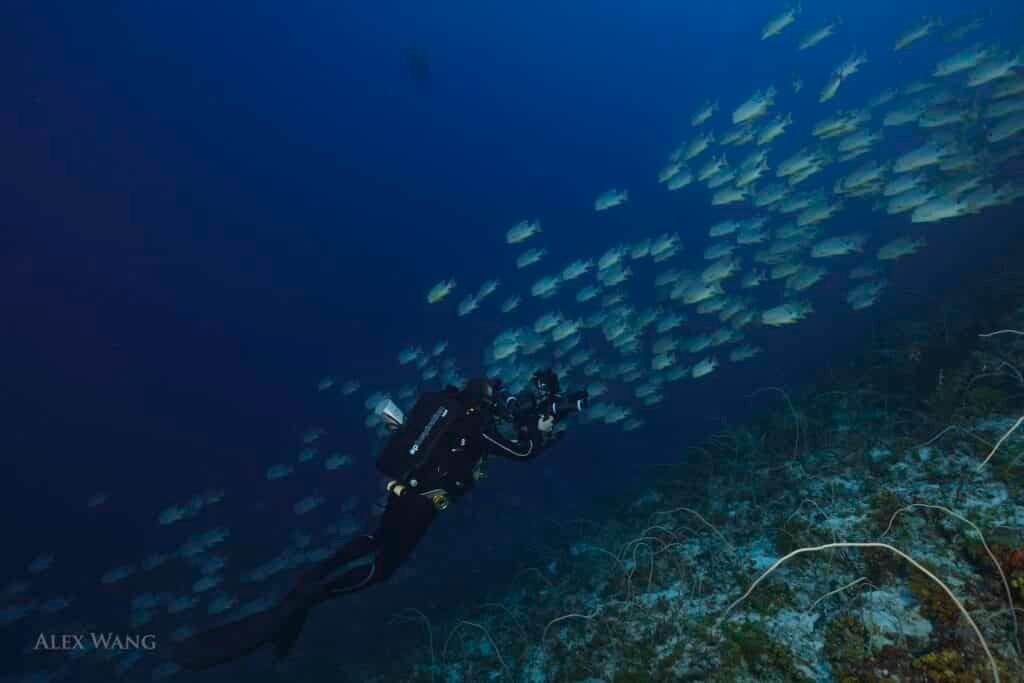 Underwater cameraman using a rebreather filming school of fish
