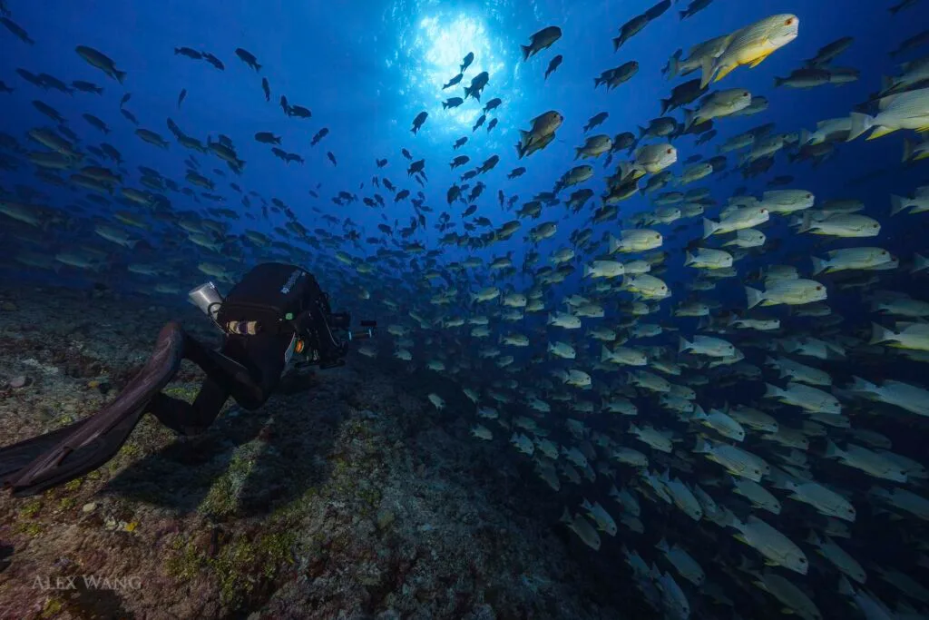 Underwater camera Operator Richard Brooks filming a spawning aggregation in Palau using a Rebreather. Closed Circuit Rebreather (CCR)